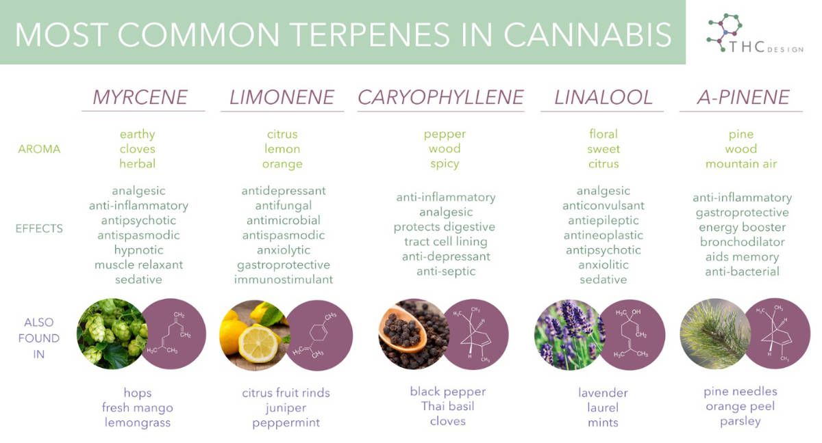 most common types of cannabis